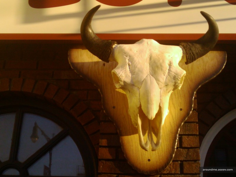 Skull Decor