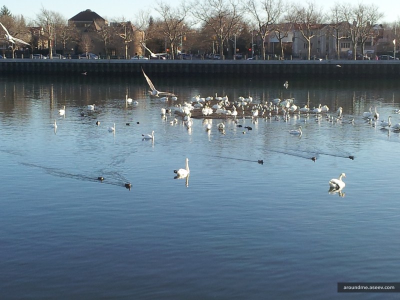The canal became shallow and got an island
