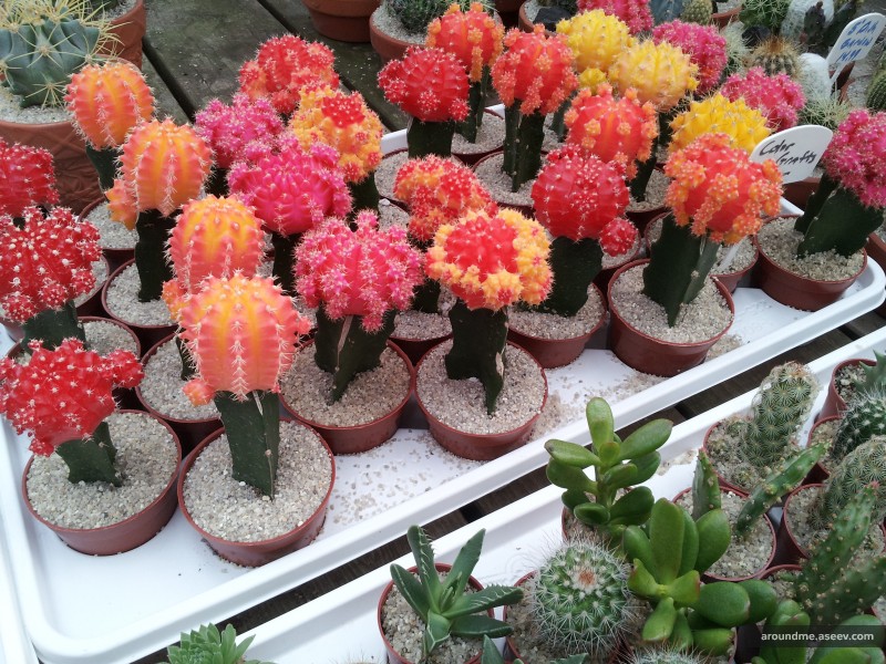 Cacti