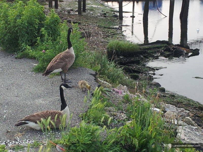 Gosling with Guards