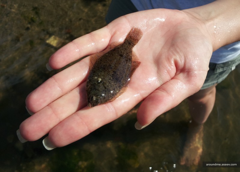 Caught by a Fluke