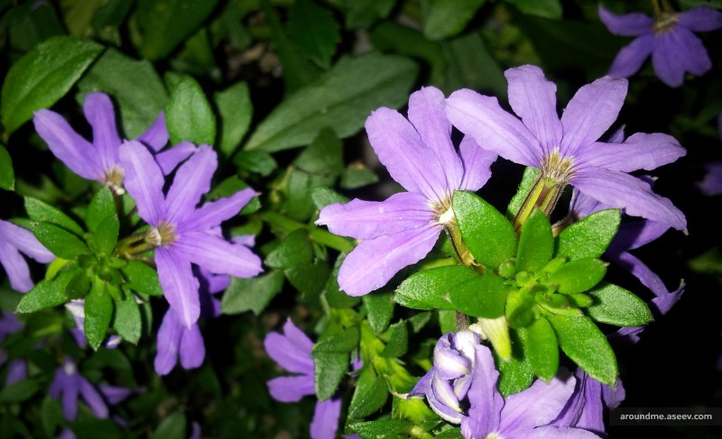Half-Flowers on Broadway