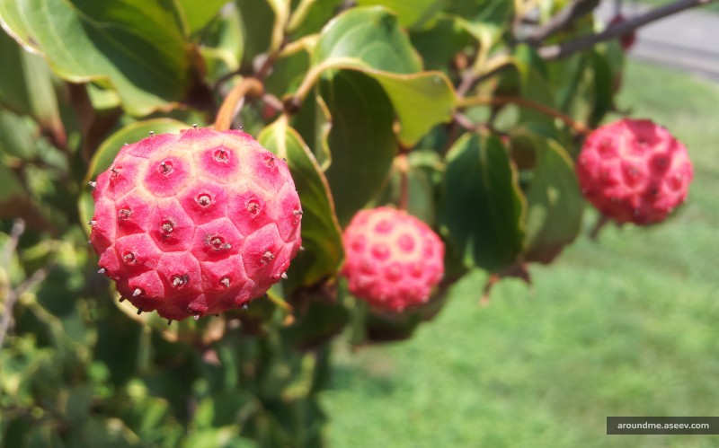Interesting Looking Fruit (Would like to find out the name)