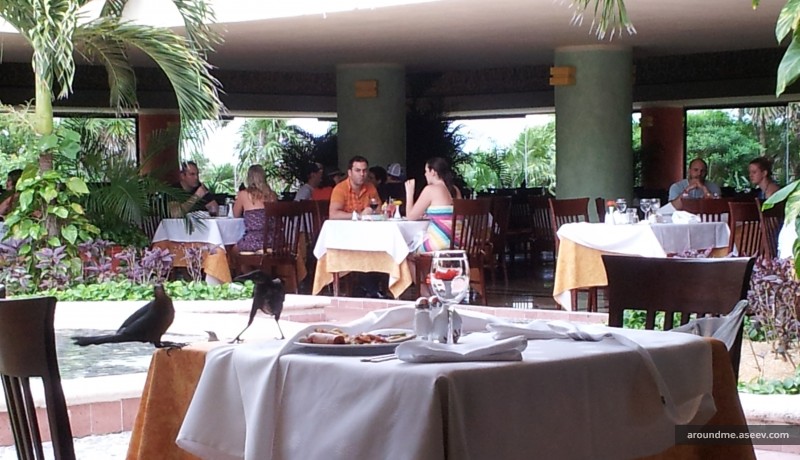 Riviera Maya’s Fauna: Food Thieves