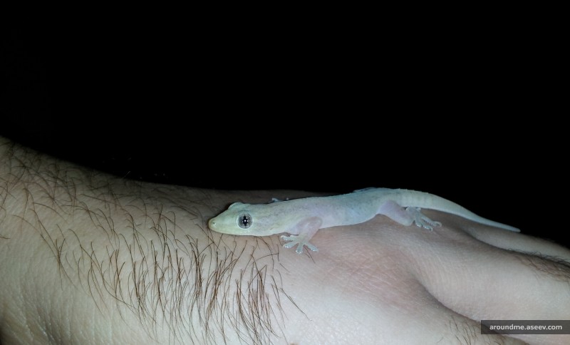Riviera Maya’s Fauna: Gecko