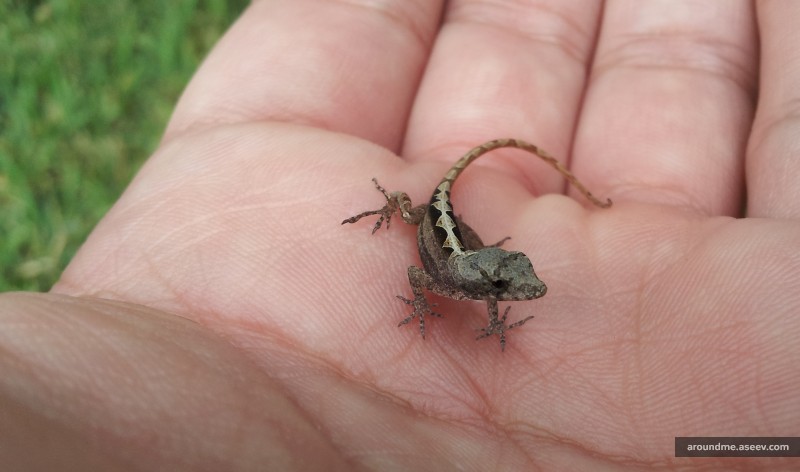 Riviera Maya’s Fauna: Another Lizard