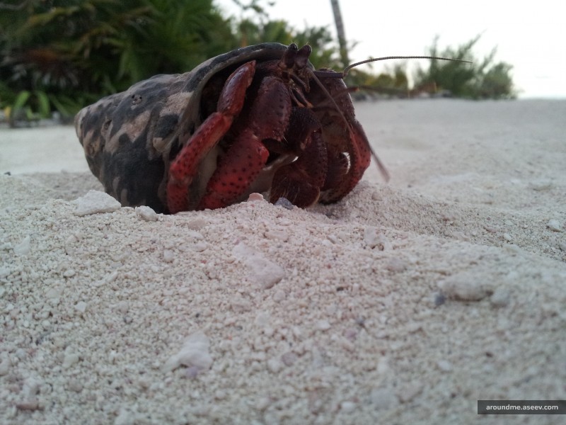Riviera Maya’s Fauna: Hermit Crab