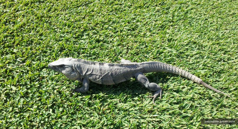 Riviera Maya’s Fauna: Iguana