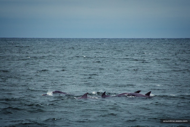 Dolphins, Breezy Point Tip, NY