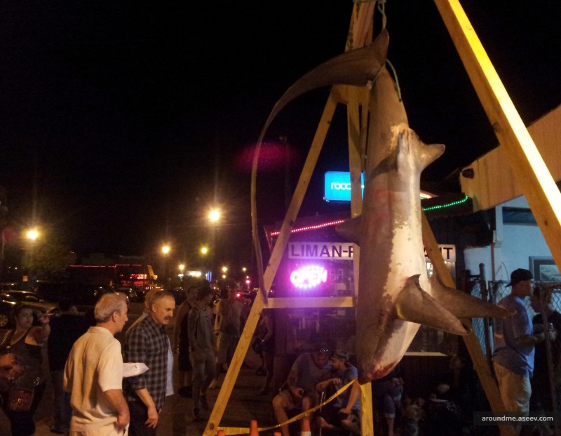 Sharks Killed for Trophies, Brooklyn