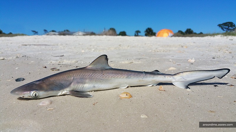 Florida Fishing: Juvenile Atlantic Sharpnose Shark