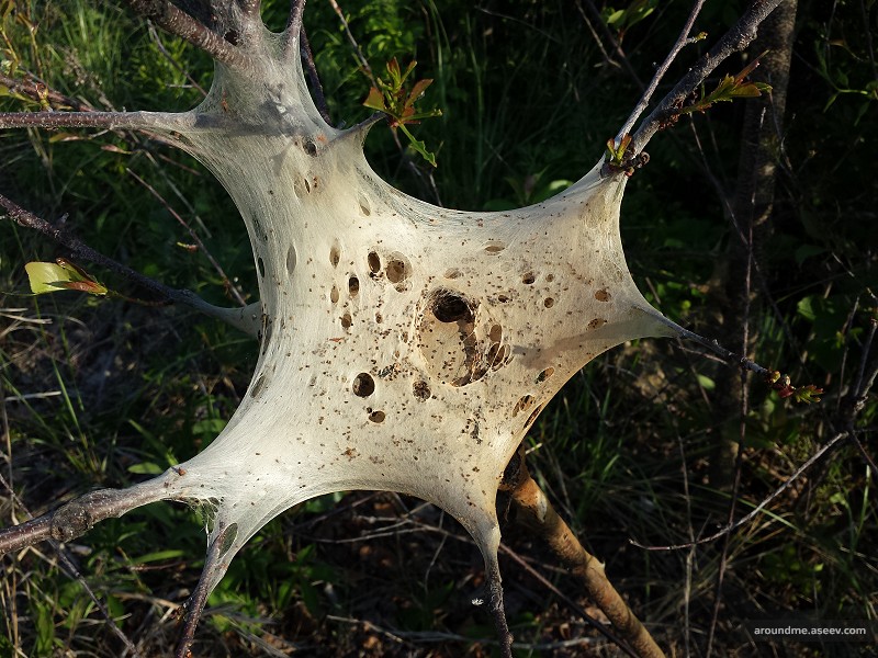 Web Nest of Moths Caterpillars
