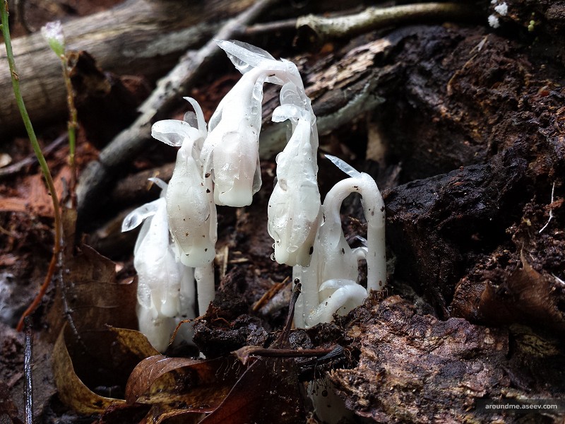 Monotropa Uniflora