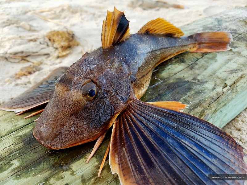 Striped Searobin (Prionotus Evolans)