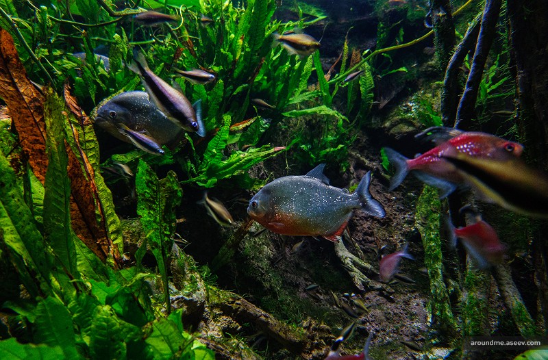 Piranhas at the New York Aquarium