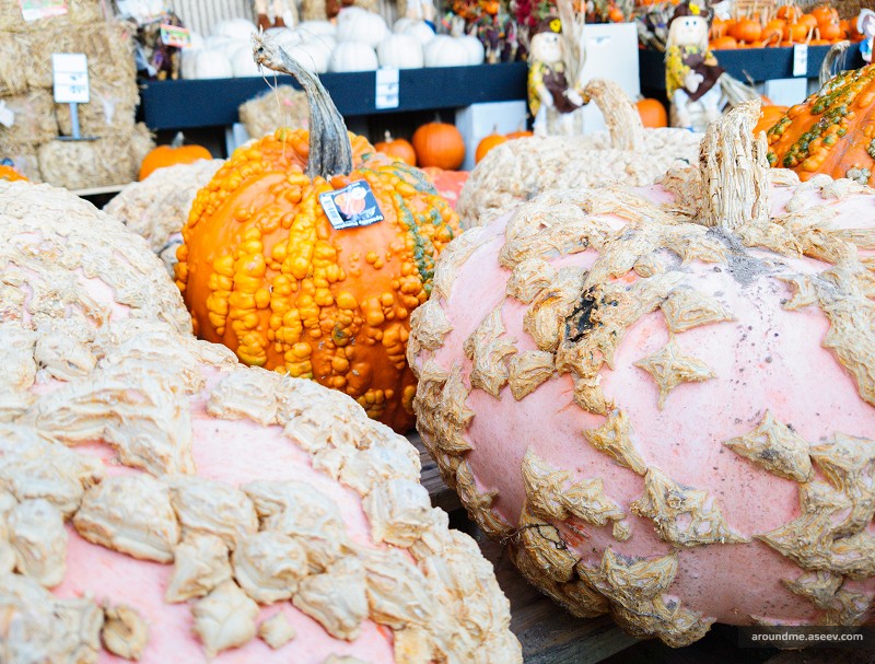 Odd-looking Pumpkins at the Home Depot