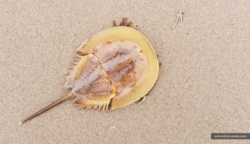 Juvenile Atlantic Horseshoe Crab