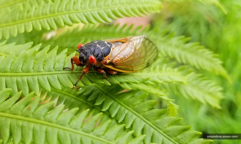 Cicadas Emerging After 17 Years Underground